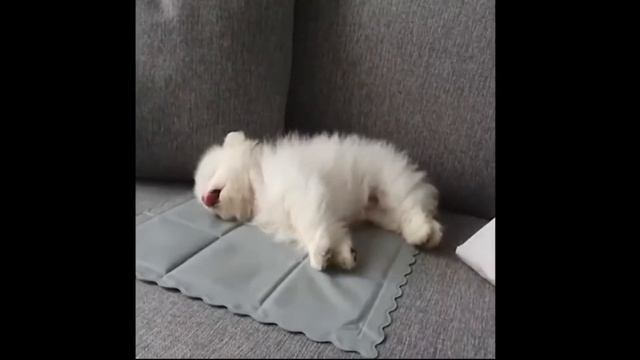 😍Котики и Собачки Котята и Щенки.Смешные видео 2021.# 20