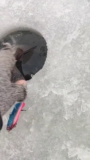 судак на Волге в Верхнем услоне. на свободе
