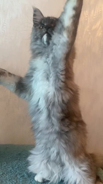 Мейн-кун кошечка