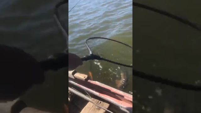 Волга.Село Никольское.25.09.2024.Щука..видео от Цыпы.