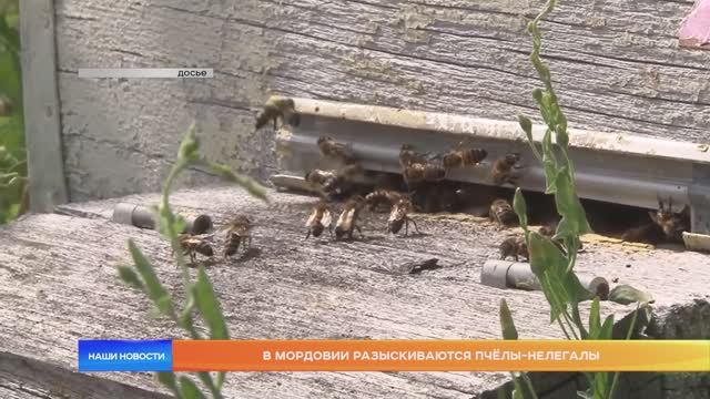 В Мордовии разыскиваются пчёлы-нелегалы