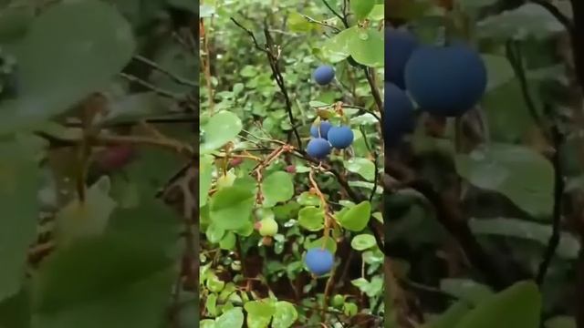 рыбалка в Якутии с клеваярыбалка.рф #якутия #клевая #ры