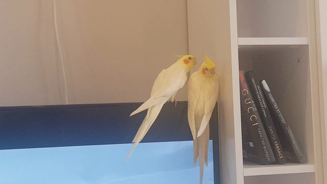 Коррела Гуччи разговаривает с попугаем, зовёт попугая Птичкой