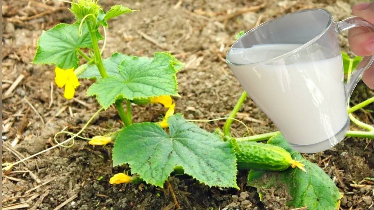 🥒🌿 1 ЛИТР ПОД ОГУРЦЫ В ИЮНЕ — ЗАСЫПЯТ УРОЖАЕМ И ЖЕЛТЕТЬ НЕ БУДУТ! ЧТО ВНЕСТИ, ЧТОБЫ КУСТ ОГУРЦОВ