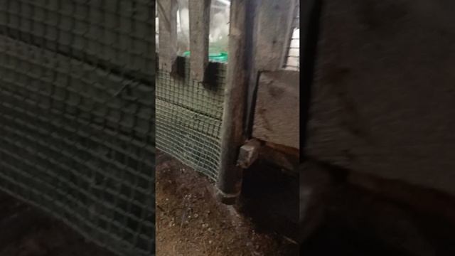 Гусята переезжают в стайку