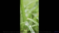 Мелодия, которая звучит как 'я люблю тебя' без слов... - Uncover Your Head -- Ayla Nereo -- Play Me