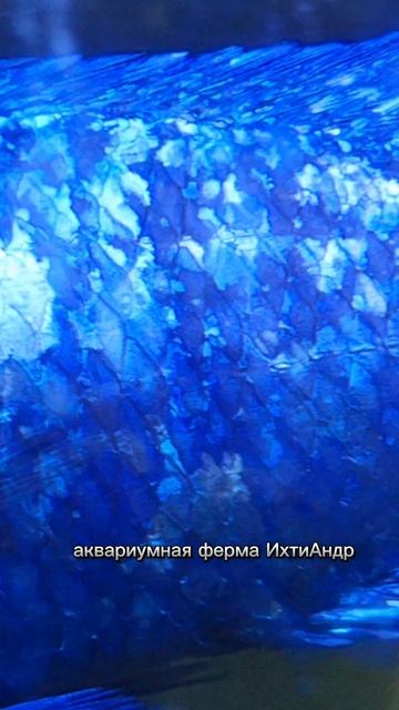 lv_0_20250513030508.mp4
