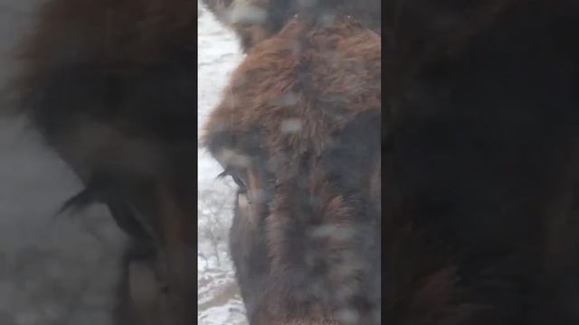 ЧТО СЛУЧИЛОСЬ В СЕВЕРНОЙ ОСЕТИИ. Нас задержала "таможня" Города Мёртвых #шаги #travel #алания #ослик