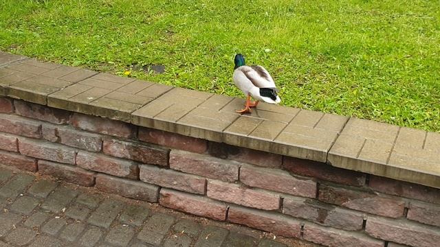 красивая пара уток,селезень и утка 🦆 гуляют по городу.