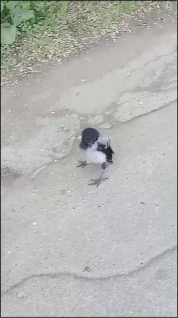 УТРО СОННЫХ ВОРОНЯТ