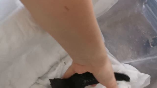 Неправильное содержание стрижа