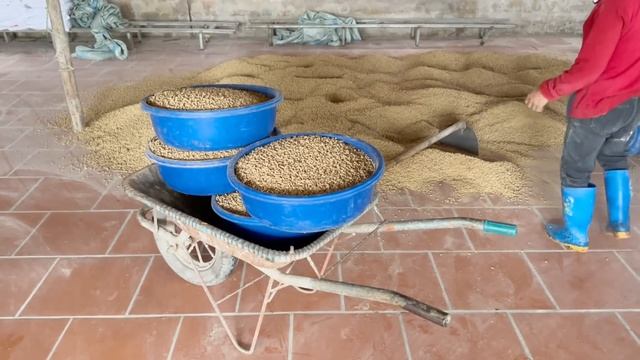 Процесс выращивания уток  - Методы разведения уток