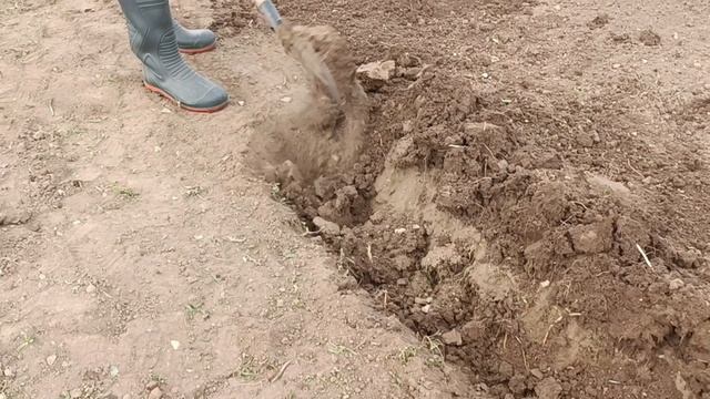 Сажаем картошку и избавляемся от медведки и проволочника в огороде.