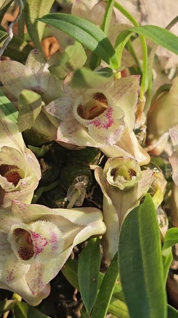 #Dendrobium  hoekuense .#orchid .20.09.2024. 22цветочка !