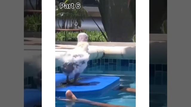 Попугай и бассейн. Часть 6 #shorts #short