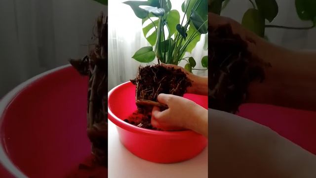#Монстера#пересадка#комнатные растения#