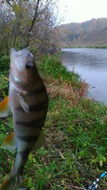 РЫБАЛКА на ПОПЛАВОЧНУЮ удочку 🐟🎣 РЕКА ЗУША 🐟🌊🐟🎣