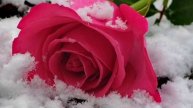 Цветы на снегу # христианская песня