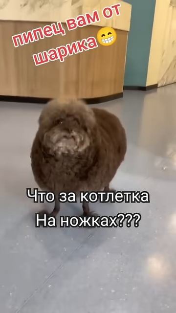 Котлетка На ножках))) #собака #собаки #юмор #животные