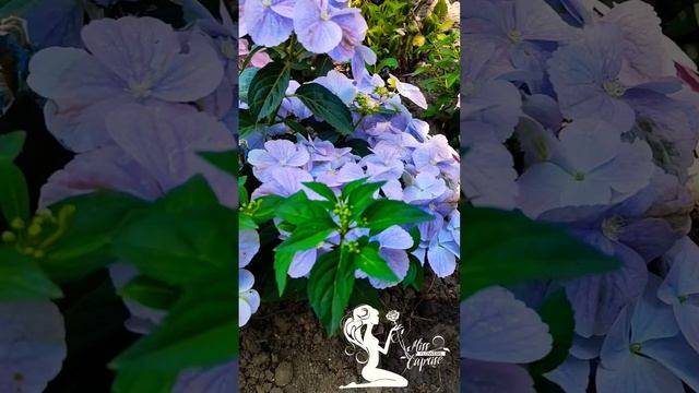 Невероятные оттенки голубого 🩵🩷 гортензия ампельна