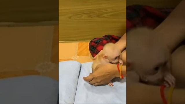 Щас, марафет в отдельных местах наведём,...  1000005205.mp4