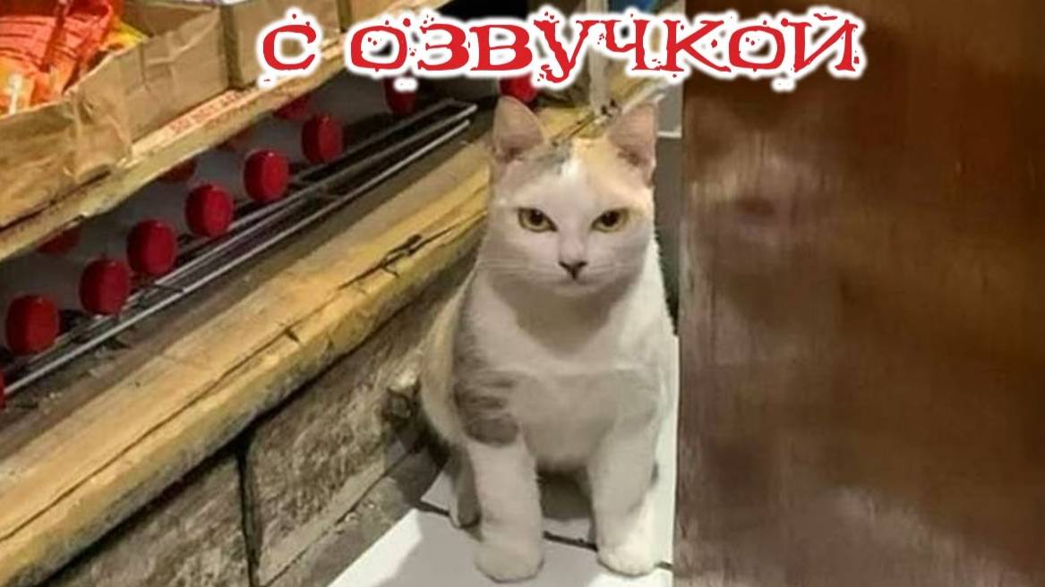 Приколы с котами! Смешные коты! С ОЗВУЧКОЙ! САМЫЕ смешные животные! ДО СЛЁЗ!