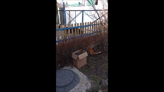 Кот. Фокс.