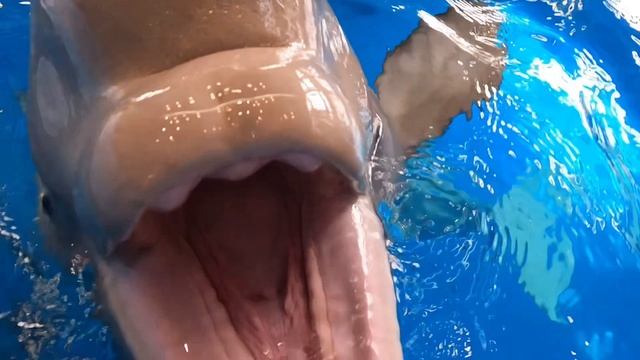 Белухе Дее один год 🎉🎉🎉🎉 С Днем Рождения, малышка!