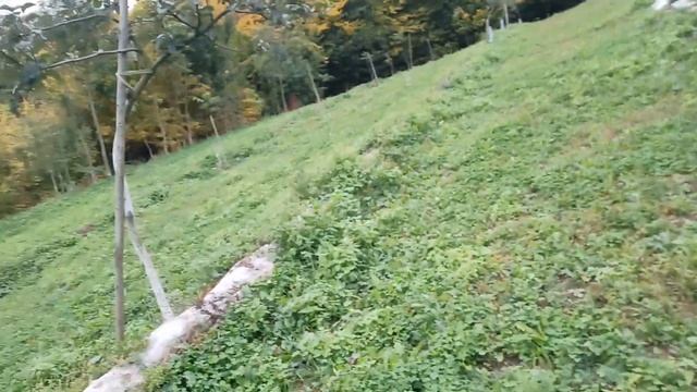 Осінь в яблуневому саду+вношу суперфосфат.