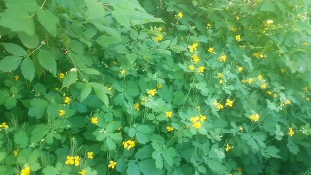 VID_20250507_091307