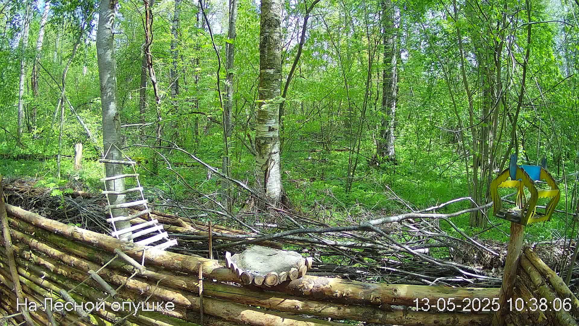 Весений лес онлайн   #Relaxing #природа #звуки леса #птицы  #погода