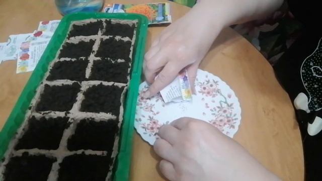 Снова метель ,пучкую портулак !