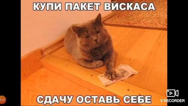 приколы про котов