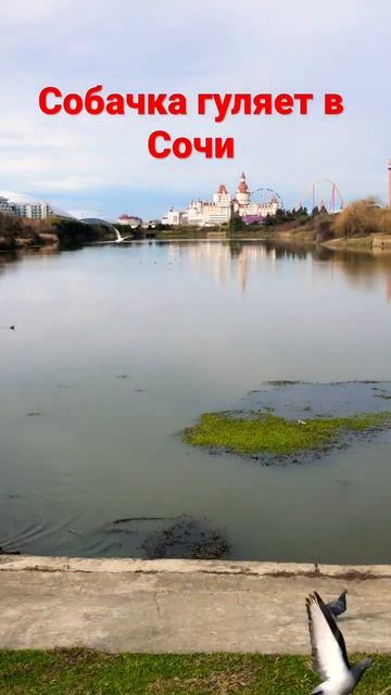 Собачка гуляет в Сочи парке #shorts