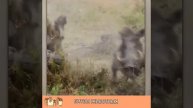 КРОКОДИЛ С РАЗБЕГА НАЛЕТАЕТ НА ЗЕВАКУ БАБУИНА