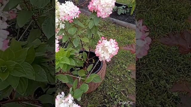 Одна и та же гортензия в разных условиях.Даймонд Руж.