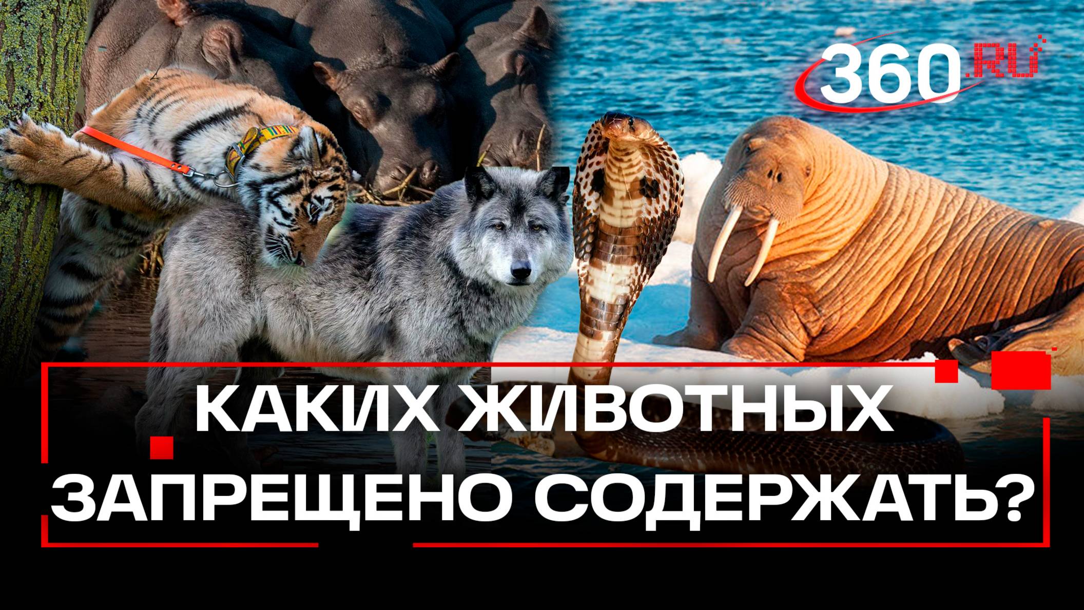 Моржей и волков запретили держать дома