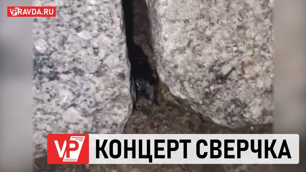 ПЕНИЕ СВЕРЧКА ПОПАЛО В ОБЪЕКТИВ ФОТОГРАФА «ВОЛГОГРАДСКОЙ ПРАВДЫ»