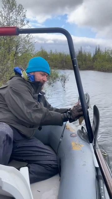 Wild brown trout, Kola Peninsula // Кумжа, Кольский полуостров