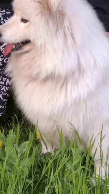Самоед Милка🧸💞