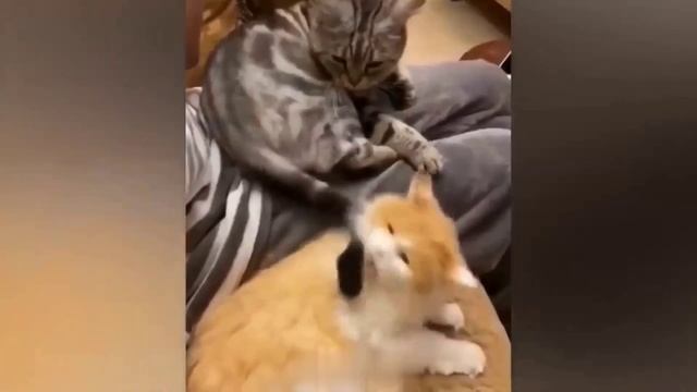 КотЭ 6