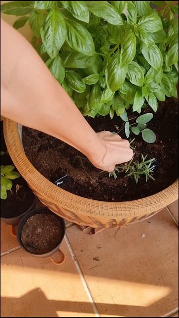 🫖Облепиховый чай 🫖 #облепиха #sea_buckthorn #ягодный_чай#зи