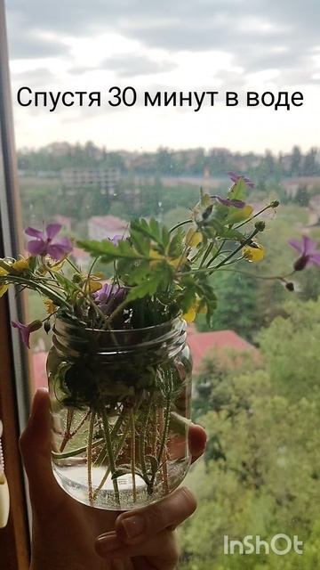 оживание лесных цветов