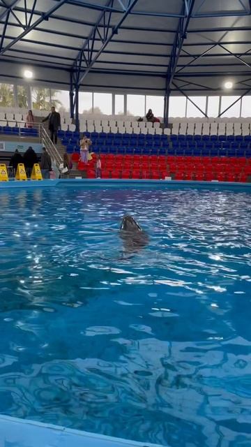 Вы только посмотрите , кто ждёт вас в Сочи Парке 🐬 #travel