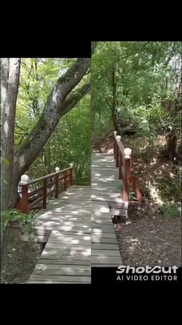 Рыбалка и отдых в лесу