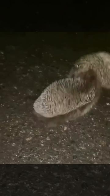 ЖЕСТКИЙ МАХАЧ ЁЖИКОВ!