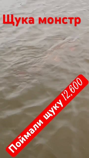 Классная рыбалка , поймали трофейную щуку , отпускайте