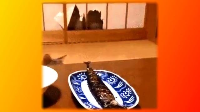 Коты - воришки|Смешное про животных|Приколы с котами| Видео про котов|Создай себе хорошее настроени