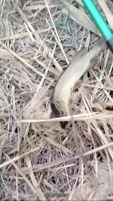Ловля щуки на живца в Краснодарском крае 🎣👍👍👍🙋