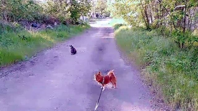 Я и мои хвостики,дружная семья